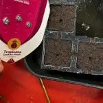 Tropicana Cookies Purple // Royal Queen