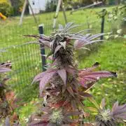 TAX Bracket #7 Outdoor
