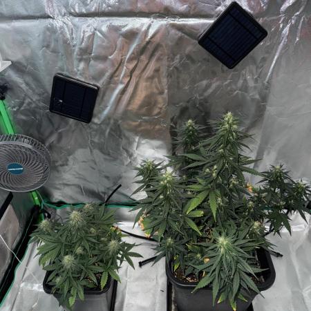 NorthernLights Auto