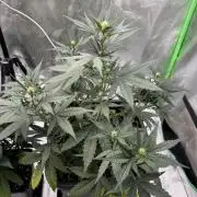 NorthernLights Auto