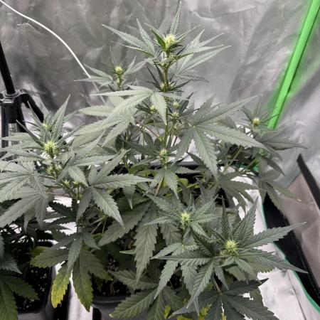 NorthernLights Auto