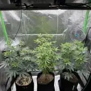 Tropicana Cookies Purple // Royal Queen