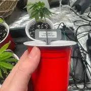 California Seed Bank // Hashburger 2.0