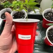 Purple City Genetics // Maroccan Peaches