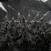 Tropicana Cookies Purple // Royal Queen