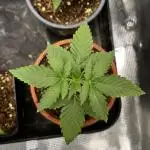 Tropicana Cookies Purple // Royal Queen
