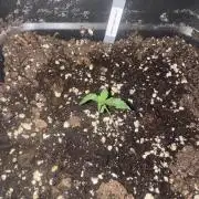 NorthernLights Auto