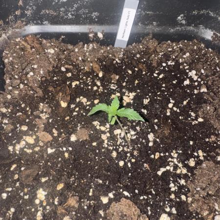 NorthernLights Auto