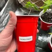 Grounded Genetics / Pink Starfruit