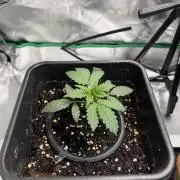 NorthernLights Auto