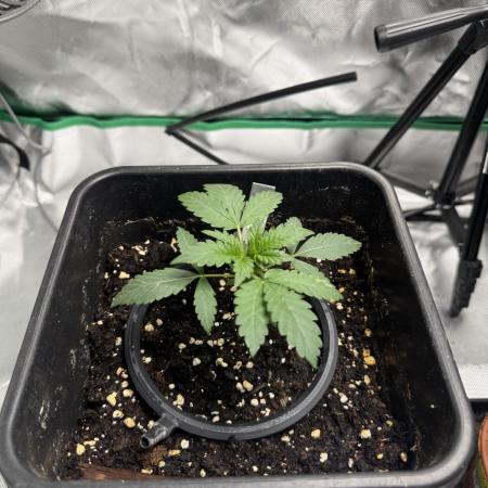 NorthernLights Auto
