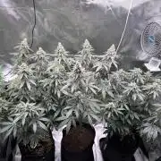 Tropicana Cookies Purple // Royal Queen