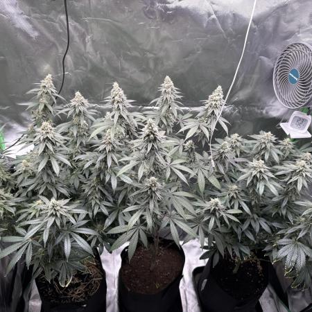 Tropicana Cookies Purple // Royal Queen