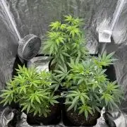 Tropicana Cookies Purple // Royal Queen