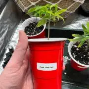 Greenhouse SeedCompany/Super Silver Haze