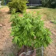 TAX Bracket #7 Outdoor