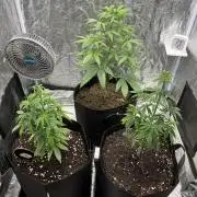Tropicana Cookies Purple // Royal Queen