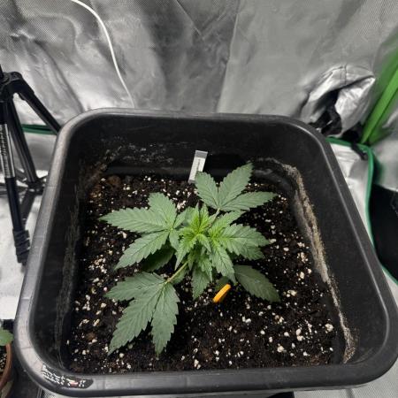 NorthernLights Auto
