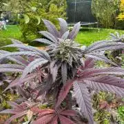 TAX Bracket #7 Outdoor