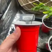 Grounded Genetics / Pink Starfruit