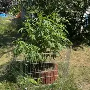 TAX Bracket #7 Outdoor