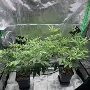 Zoap WizardTrees