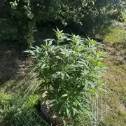TAX Bracket #7 Outdoor