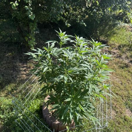 TAX Bracket #7 Outdoor
