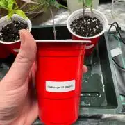 California Seed Bank // Hashburger S1