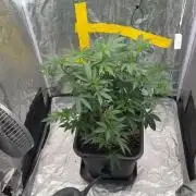 TAX Bracket Steckling