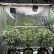 Tropicana Cookies Purple // Royal Queen