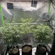 Tropicana Cookies Purple // Royal Queen