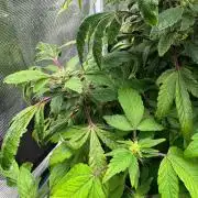Re-Vegging zu Reflowering TAX Bracket