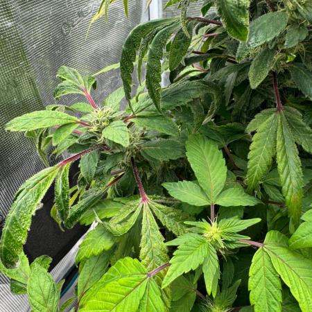 Re-Vegging zu Reflowering TAX Bracket