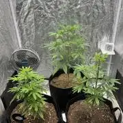 Tropicana Cookies Purple // Royal Queen