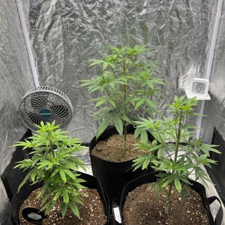 Tropicana Cookies Purple // Royal Queen