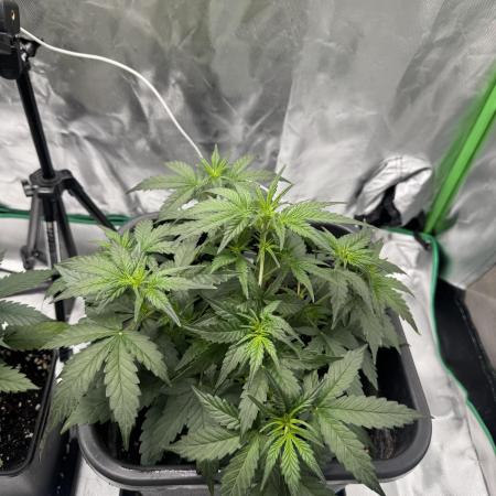 NorthernLights Auto