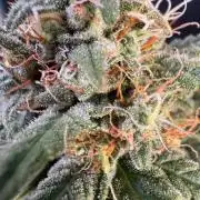 NorthernLights Auto