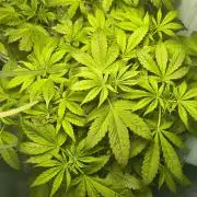 Krazy K's Purple Strawberry Cheesecake