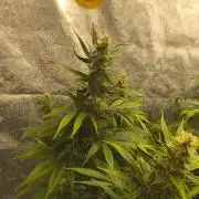 Krazy K's Purple Strawberry Cheesecake