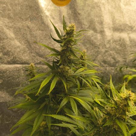 Krazy K's Purple Strawberry Cheesecake