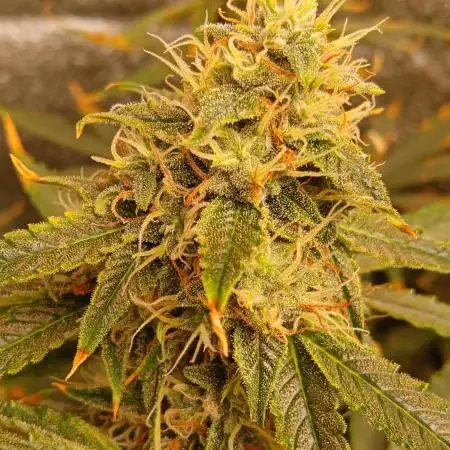 Seedsmans auto strawberry cheesecake