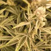 Sugarcane In House Genetics