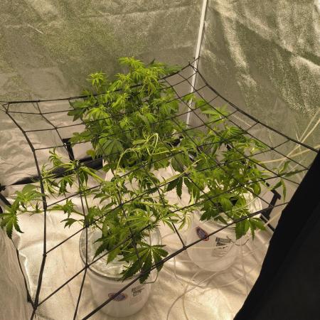 Krazy K's Purple Strawberry Cheesecake