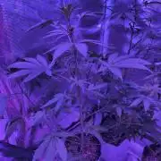 Multi strain cross breeding grow