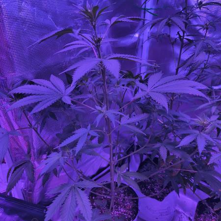 Multi strain cross breeding grow