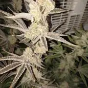 Sugarcane In House Genetics