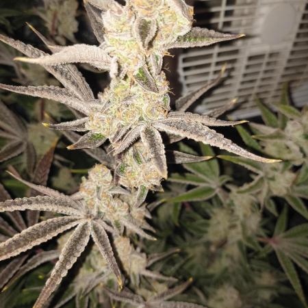 Sugarcane In House Genetics