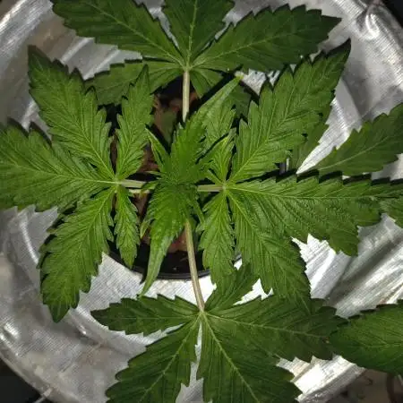 Peach Crescendos Ethos Genetics