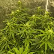 Krazy K's Purple Strawberry Cheesecake